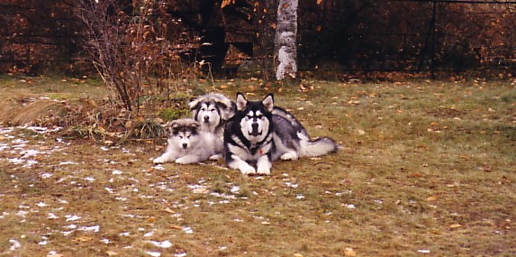 Maddie, 3 months - Sophie, 1 year - Tuck, 2 years old