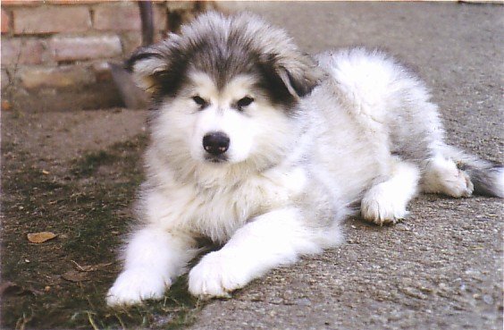 Maddie at 10 weeks