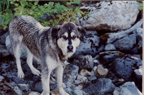 Jack, soaking wet