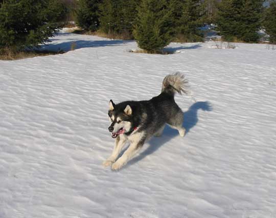 Tucker on the run